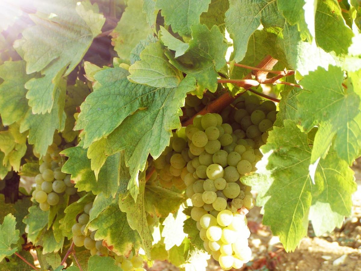 Les Chalets De Sancerre Thauvenay 外观 照片
